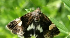 Butterfly locop: šta je to i kako se baviti